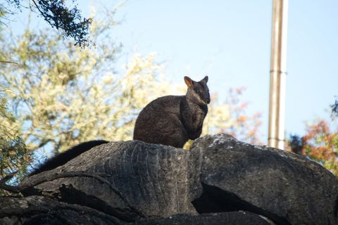 The Explorers' Discovery Tour - Gold, Wine & Wildlife - Accommodation Gold Coast 4