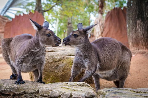 Australia Multi-City Attractions Pass - Accommodation Gold Coast 4