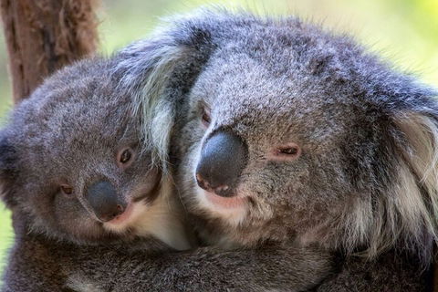 Half-Day Or Full-Day Tour With Private Guide From Melbourne - Accommodation Gold Coast 1