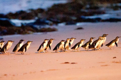 Half-Day Or Full-Day Tour With Private Guide From Melbourne - Accommodation Gold Coast 5