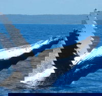 Mooloolaba Whale Watching Tour - Accommodation Gold Coast