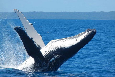 Mooloolaba Whale Watching Tour - Accommodation Gold Coast 0