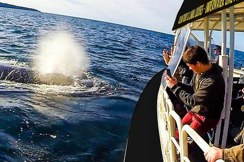 Mooloolaba Whale Watching Tour - Accommodation Gold Coast 2
