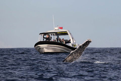 Mooloolaba Whale Watching Tour - Accommodation Gold Coast 3