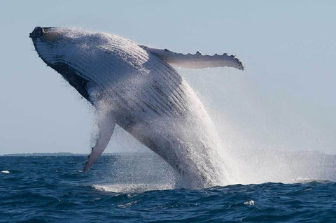 Mooloolaba Whale Watching Tour - Accommodation Gold Coast 4