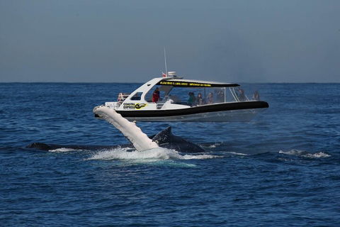 Mooloolaba Whale Watching Tour - Accommodation Gold Coast 5