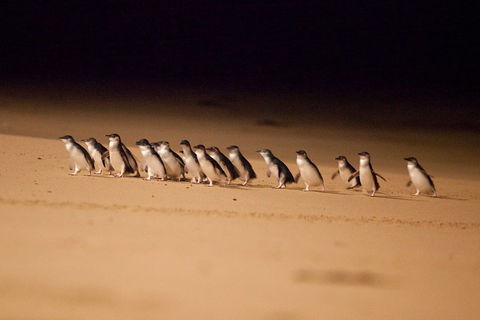 Great Ocean Road & Phillip Island Overnight Tour - Accommodation Gold Coast 2