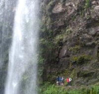 Springbrook National Park Discovery Full-Day Bushwalking Tour - 1 Gold Coast