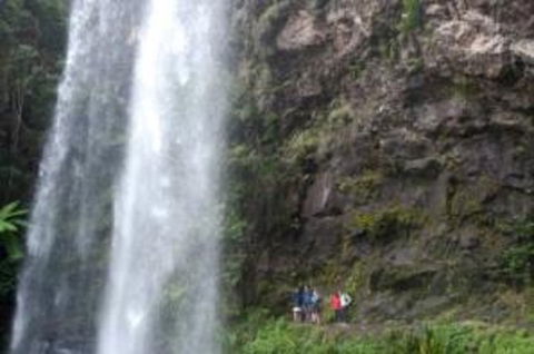 Springbrook National Park Discovery Full-Day Bushwalking Tour - Accommodation Gold Coast 0