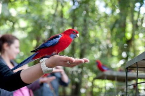 Springbrook National Park Discovery Full-Day Bushwalking Tour - Accommodation Gold Coast 1