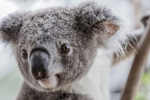 Ultimate Sydney Pass - Accommodation Gold Coast 2