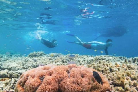 Great Barrier Reef Day Cruise To Reefworld - Accommodation Gold Coast 1