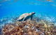 Great Barrier Reef Day Cruise To Reefworld - thumb 5