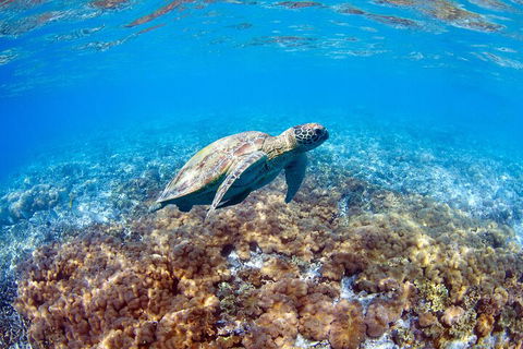 Great Barrier Reef Day Cruise To Reefworld - Accommodation Gold Coast 5