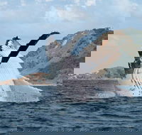 Byron Bay Whale Watching Cruise - Accommodation Gold Coast