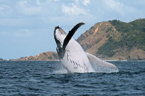 Byron Bay Whale Watching Cruise - Accommodation Gold Coast 0