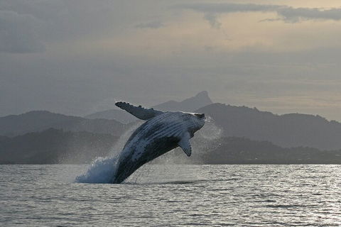 Byron Bay Whale Watching Cruise - Accommodation Gold Coast 1