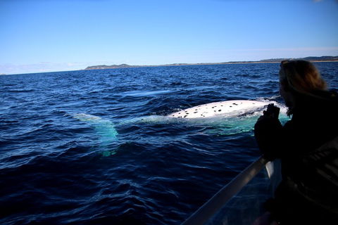 Byron Bay Whale Watching Cruise - Accommodation Gold Coast 2