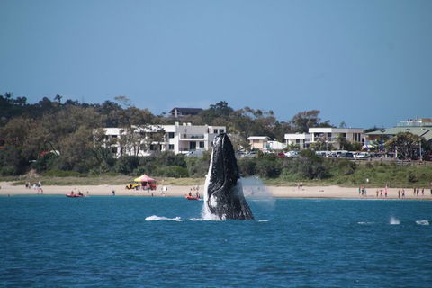Byron Bay Whale Watching Cruise - Accommodation Gold Coast 3