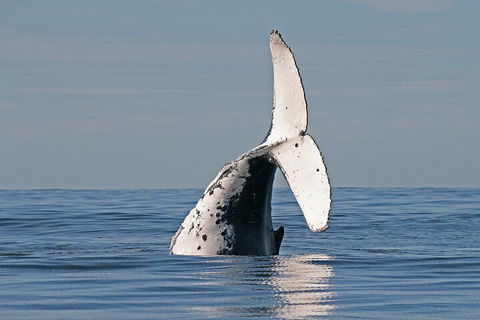 Byron Bay Whale Watching Cruise - Accommodation Gold Coast 4