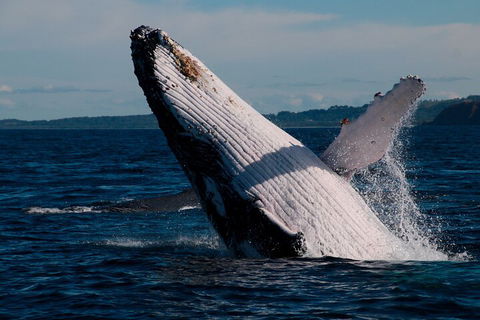 Byron Bay Whale Watching Cruise - Accommodation Gold Coast 5