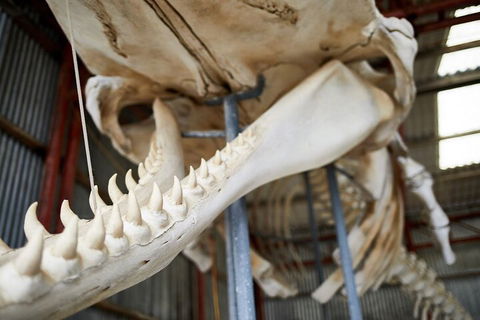 Albany's Whale Story - Accommodation Gold Coast 5