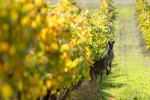 Margaret River 3 Day Escape - Accommodation Gold Coast 4