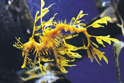 SEA LIFE Melbourne Aquarium Admission Ticket - Accommodation Gold Coast 0