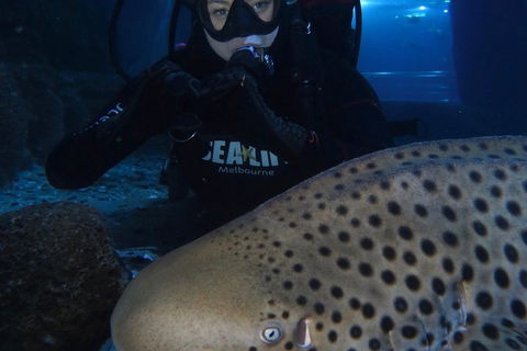 Shark Dive Experience At SEA LIFE Melbourne Aquarium - Accommodation Gold Coast 5