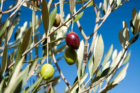 Fine Flavours - Full Day Kangaroo Island Food & Wine Tour - Accommodation Gold Coast 4