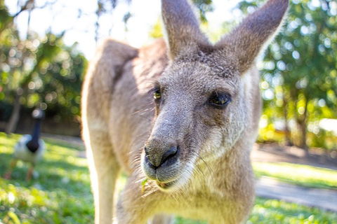Virtual Interactive Australian Wildlife Tour With Private Guide-Wildlife Habitat - Accommodation Gold Coast 2