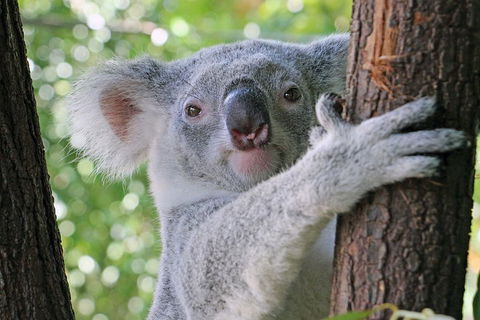 Virtual Interactive Australian Wildlife Tour With Private Guide-Wildlife Habitat - Accommodation Gold Coast 3