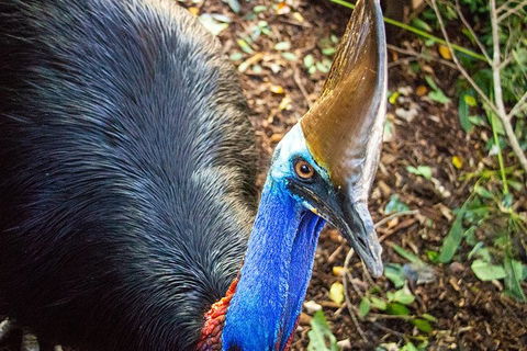 Virtual Interactive Australian Wildlife Tour With Private Guide-Wildlife Habitat - Accommodation Gold Coast 5