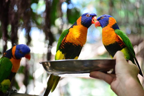 Wildlife Habitat Port Douglas - Accommodation Gold Coast 0