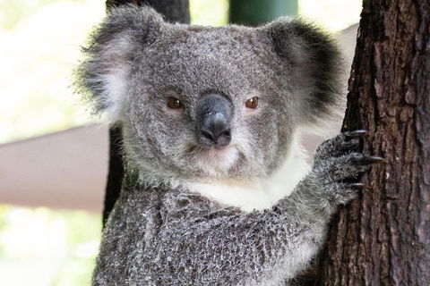 Wildlife Habitat Port Douglas - Accommodation Gold Coast 1