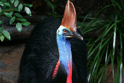 Wildlife Habitat Port Douglas - Accommodation Gold Coast 3