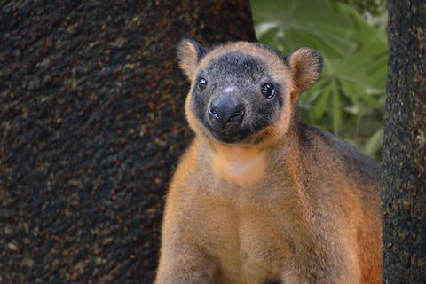 Wildlife Habitat Port Douglas - Accommodation Gold Coast 5