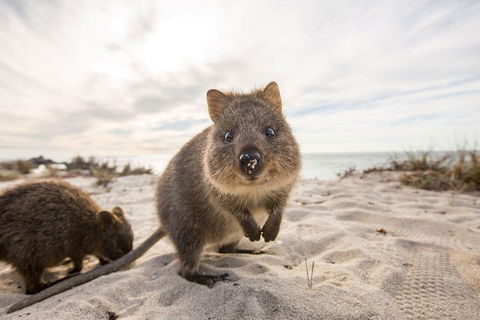 Rottnest Bayseeker Bus Tour From Hillarys Boat Harbour - Gold Coast 4U 1