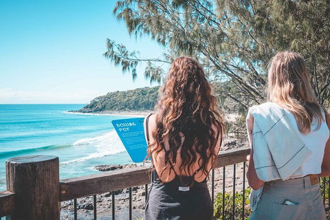 Sunshine Coast Hinterland And Noosa Day Trip From Brisbane Including Eumundi Markets And Ginger Factory - Accommodation Gold Coast 2