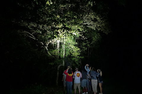 Atherton Tablelands Rain Forest By Night From Cairns - Accommodation Gold Coast 2