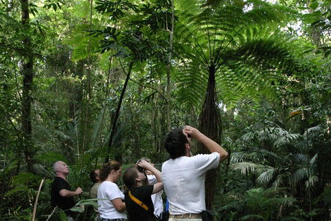 Atherton Tablelands Rain Forest By Night From Cairns - Accommodation Gold Coast 3
