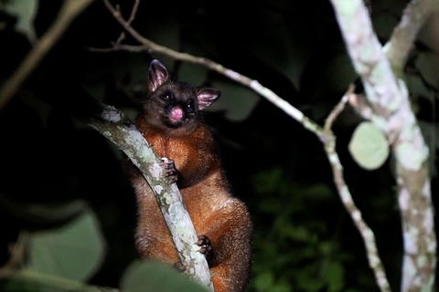 Atherton Tablelands Rain Forest By Night From Cairns - Accommodation Gold Coast 4