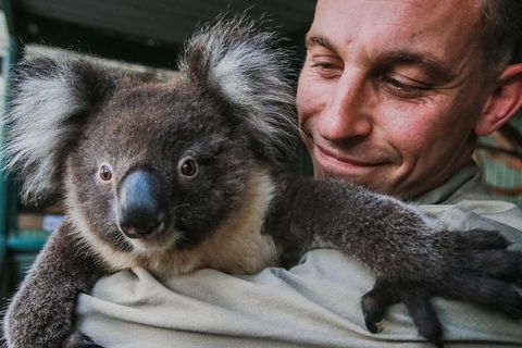 Kangaroos & Koala Encounter Experience (Half Day Private Tour) - Accommodation Gold Coast 0