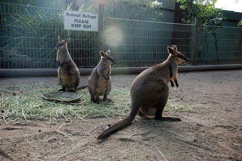 Kangaroos & Koala Encounter Experience (Half Day Private Tour) - Accommodation Gold Coast 2