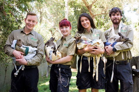 Kangaroos & Koala Encounter Experience (Half Day Private Tour) - Accommodation Gold Coast 3