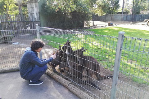 Kangaroos & Koala Encounter Experience (Half Day Private Tour) - Accommodation Gold Coast 4