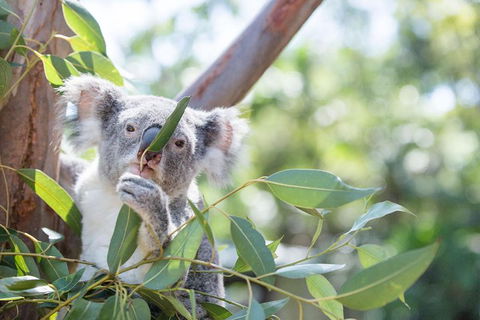 Kangaroos & Koala Encounter Experience (Half Day Private Tour) - Accommodation Gold Coast 5