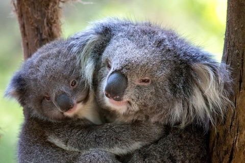 Healesville Sanctuary General Entry Ticket - Accommodation Gold Coast 0