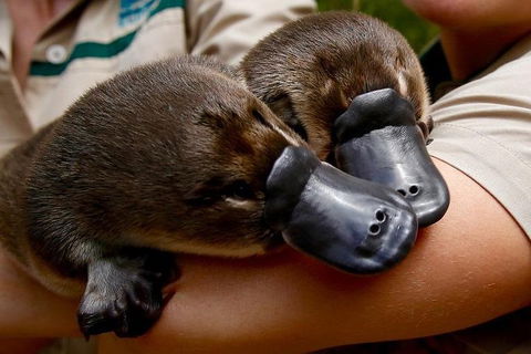 Healesville Sanctuary General Entry Ticket - Accommodation Gold Coast 1