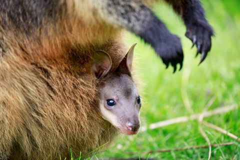 Healesville Sanctuary General Entry Ticket - Accommodation Gold Coast 2